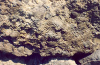 Απολιθώματα